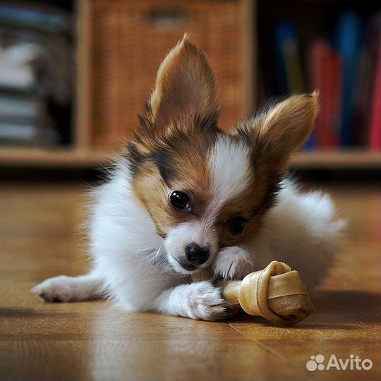 Передержка для собак