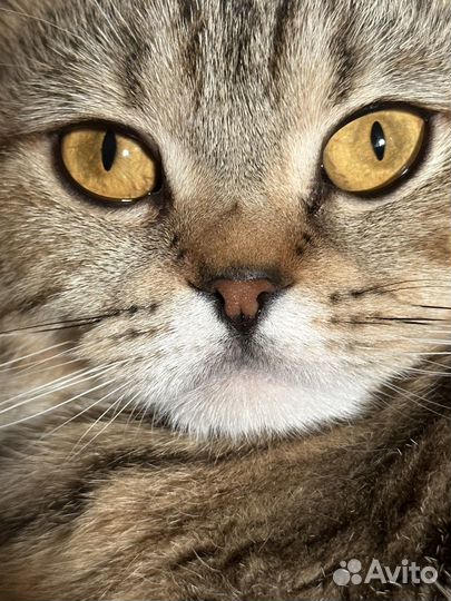 Нужен котик прямоухий шотландец/британец