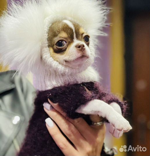 Одежда для Собак