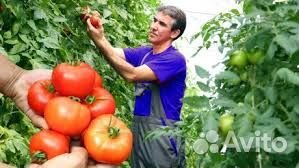 Бригада разнорабочих на теплицы