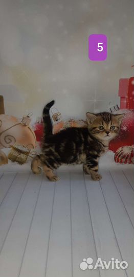 Типажные котики