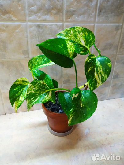 Сциндапсус золотистый лиана