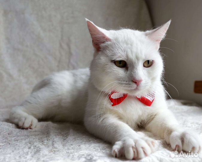 Котик в добрые руки