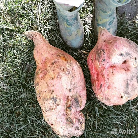 Рассада батат