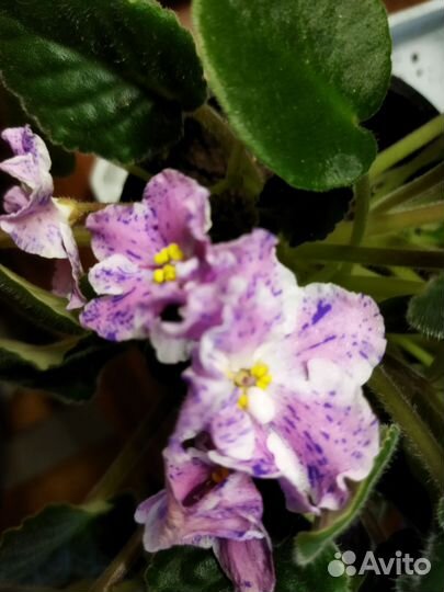 Фиалки, фуксии