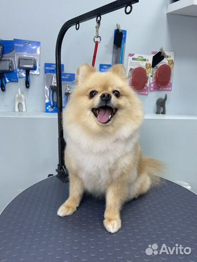 Стрижка собак и кошек (груминг )