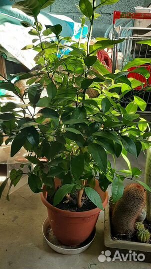 Лимон-лайм,апельсин