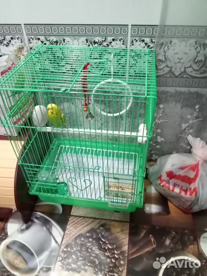 Попугай с клеткой