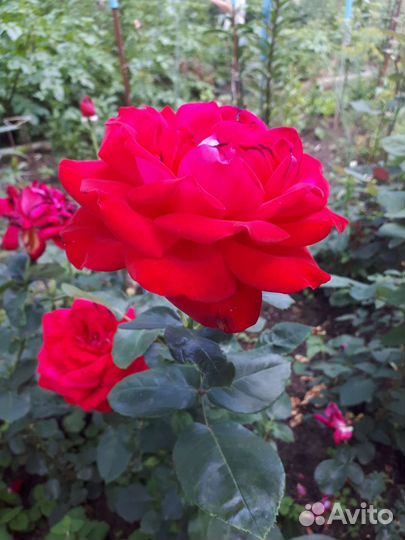 Саженцы роз
