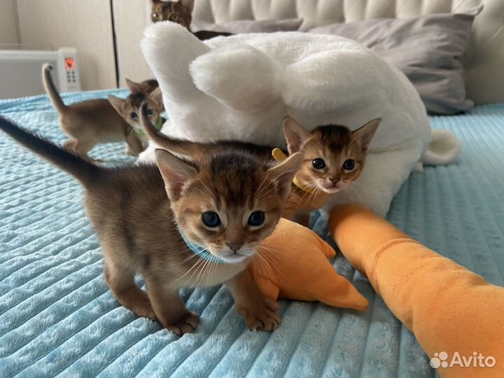 Абиссинские котята