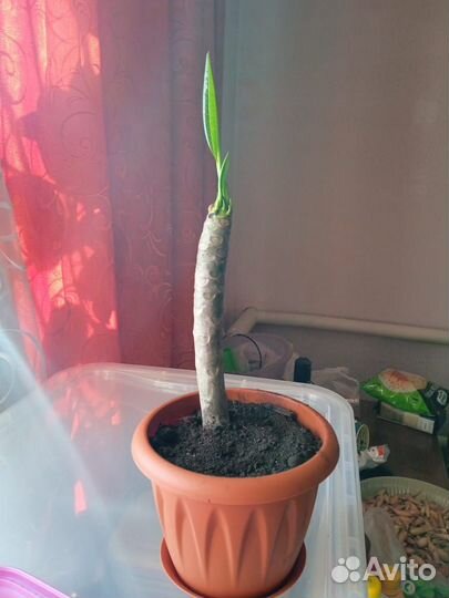 Плюмерия, символ Бали