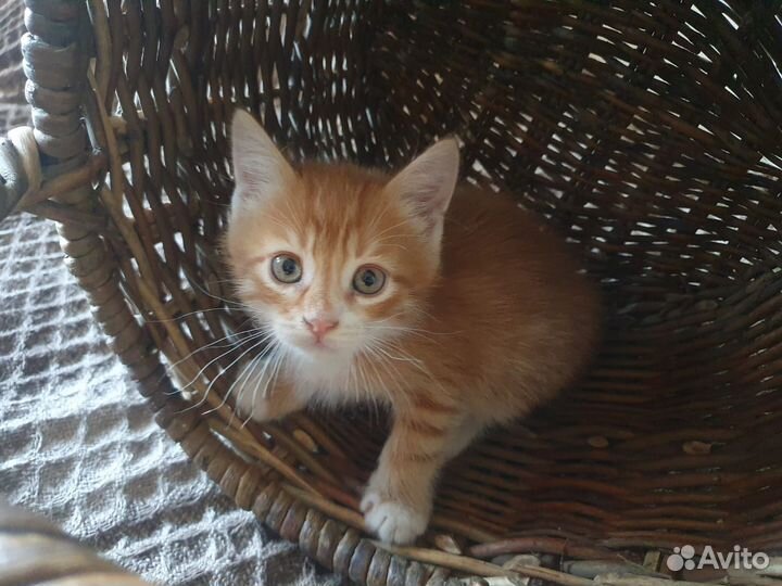 Котята в добрые руки мальчики