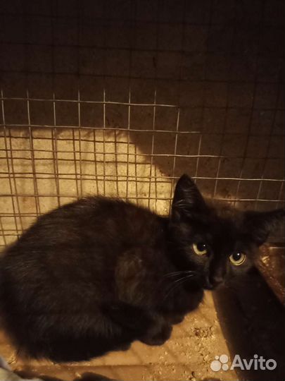 Чернышка ищет дом