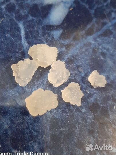 Индийский морской рис