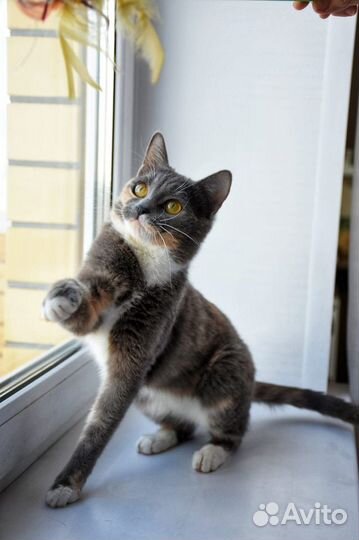 Ласковая молодая кошечка в добрые руки