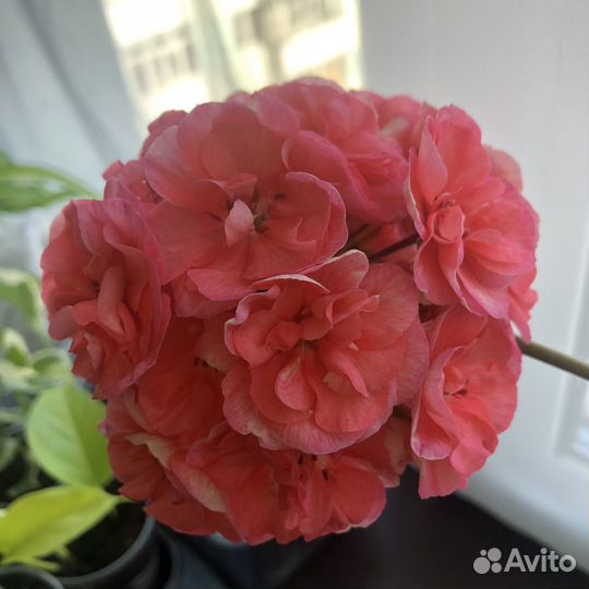 Пеларгония