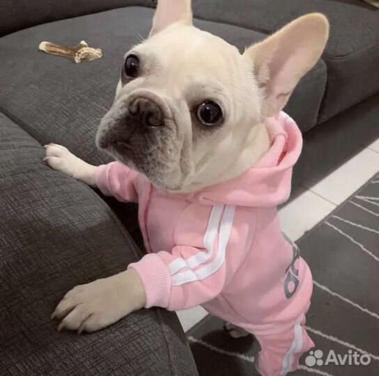 Костюм для собаки в спортивном стиле новый S