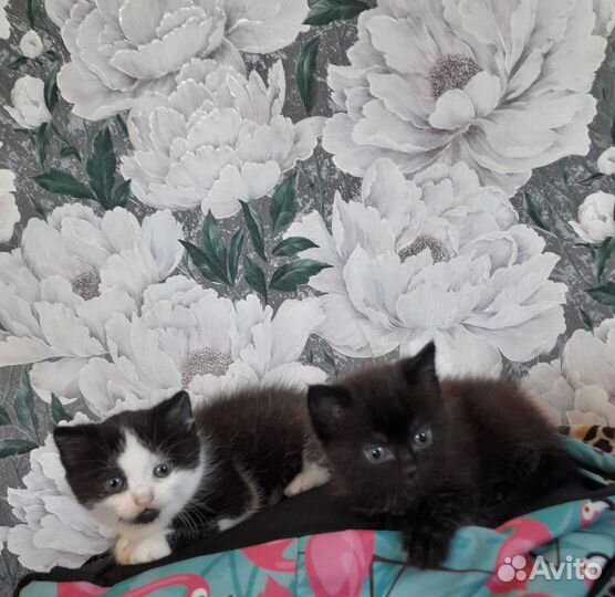 Кошка в дар