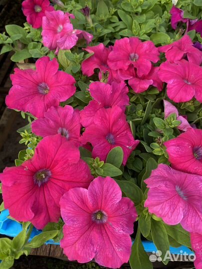 Петуния по 25р