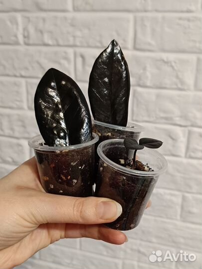 Замиокулькас