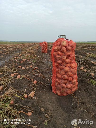 Продам картофель