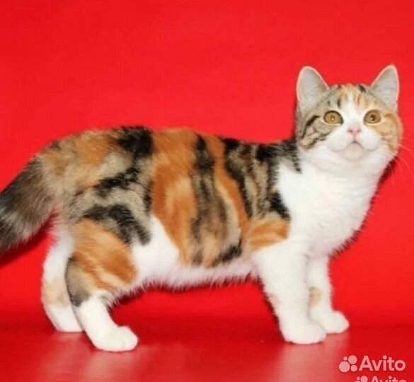 Британская 3 месяца