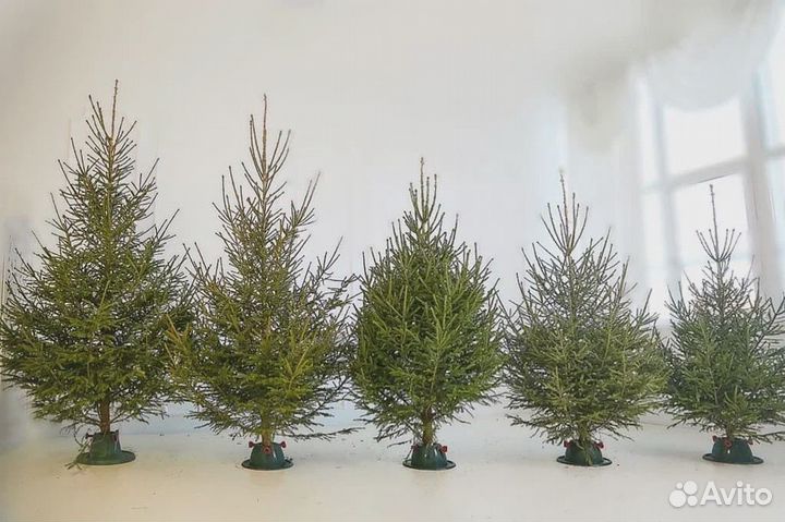 Елка живая 2 м с гирляндой