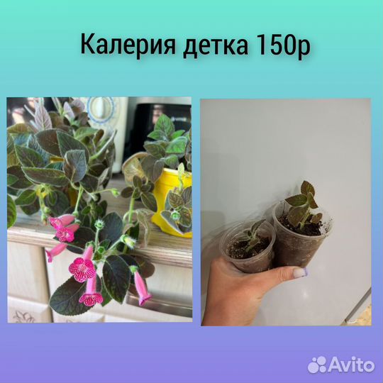 Комнатные цветы