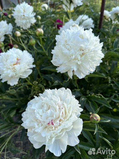 Кусты пионов