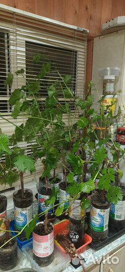 Саженцы винограда