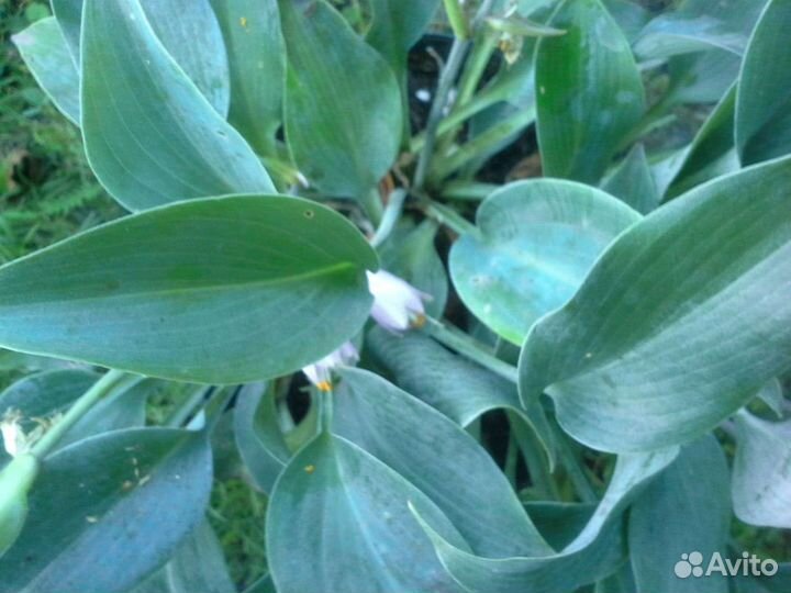 Хоста голубая