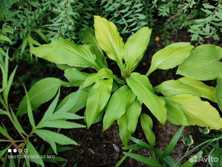 Хоста 25 сортов