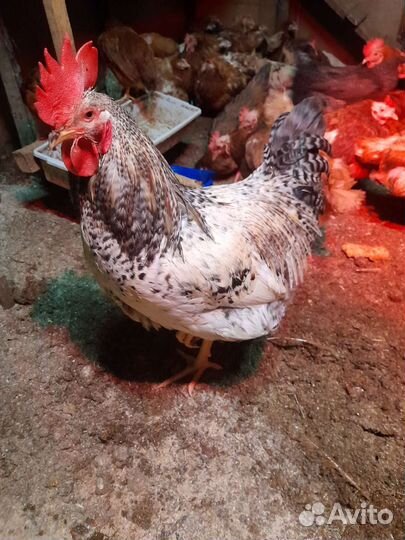 Петух-Доминант