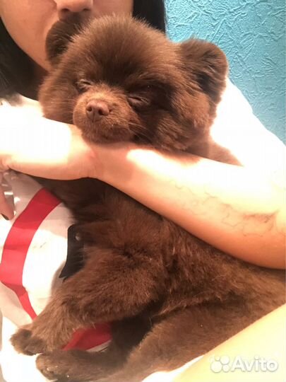 Вязка, ищем невесту