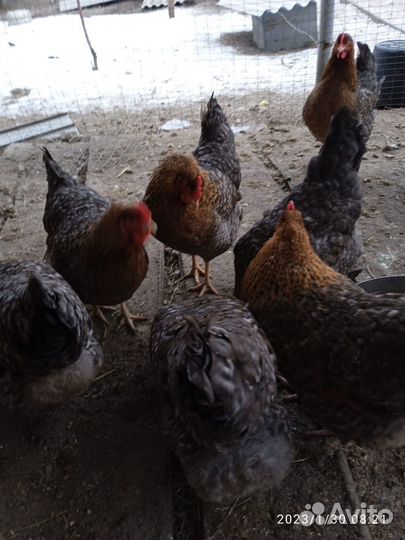 Цыплята Билефельдеры