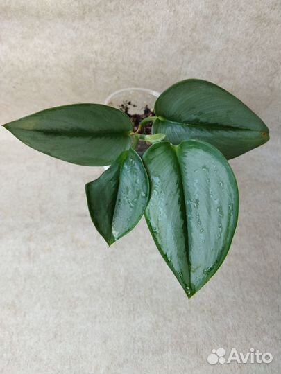 Эпипремнумы, сциндапсусы