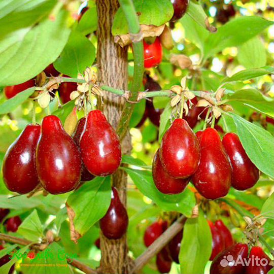 Кизил Выдубицкий