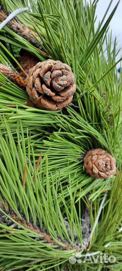 Сосна черная (Тверь)