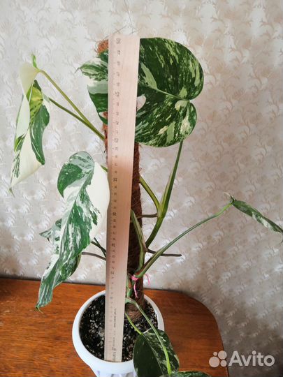 Монстера вариегатная альба