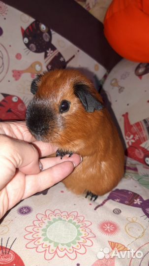 Аренда Морской свинки