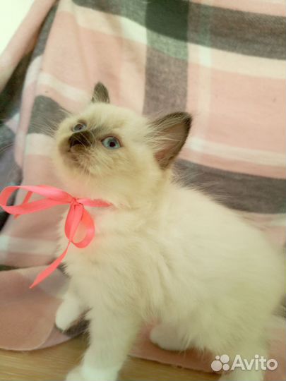 Котята ищут дом
