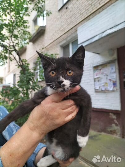 Котик черный мальчик