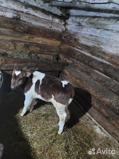 Телята телочки