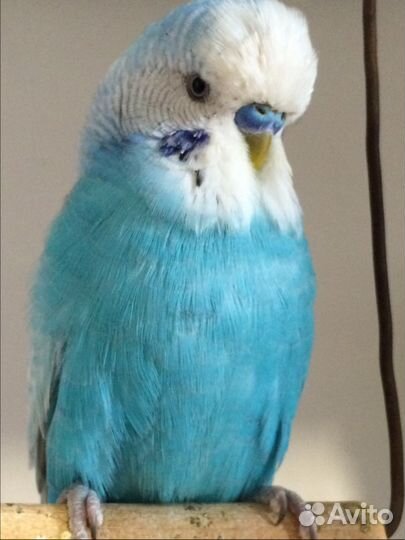 Выставочные волнистые попугаи (Чехи)