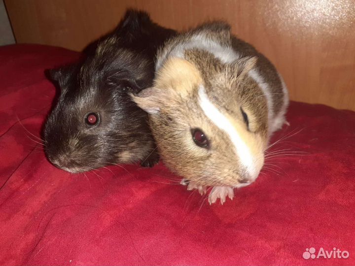 Морские свинки