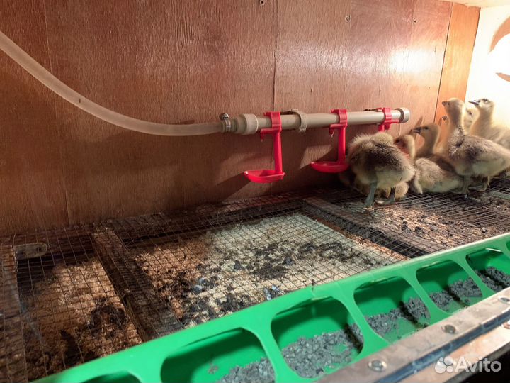 Гусята серые крупные