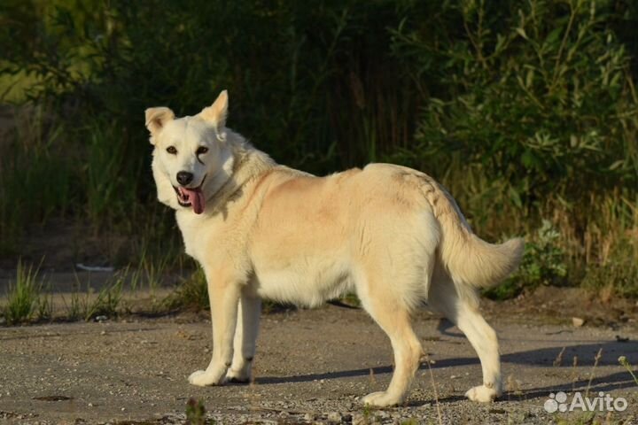 Собака в добрые руки