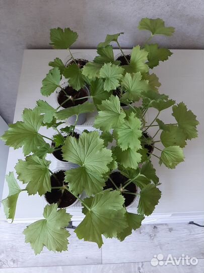 Укорененные черенки королевской пеларгонии