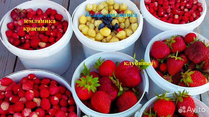 Растения излишки продам с окс