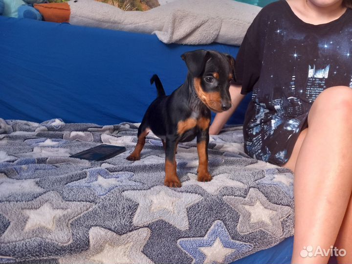 Щенки цвергпинчера